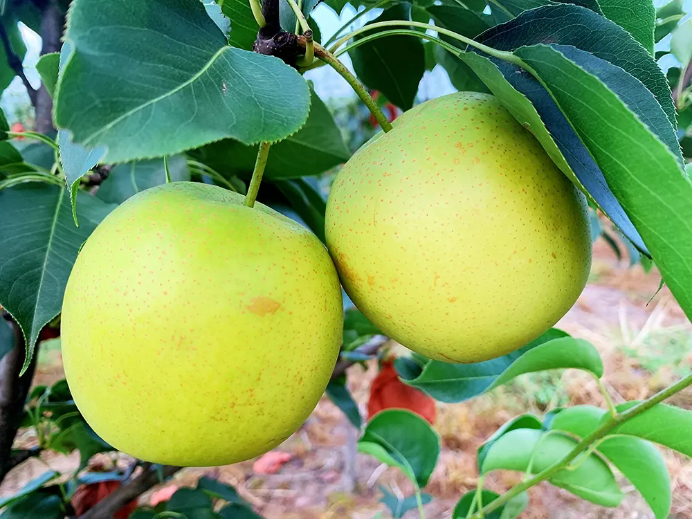 SS:网站文件：20250818091435681348.png；原始文件：640.webp (3).png