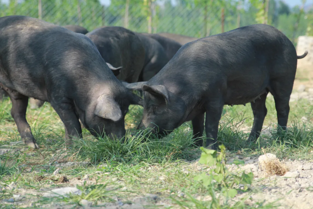 SS:网站文件：20250901143413200206.png；原始文件：640.webp (1).png