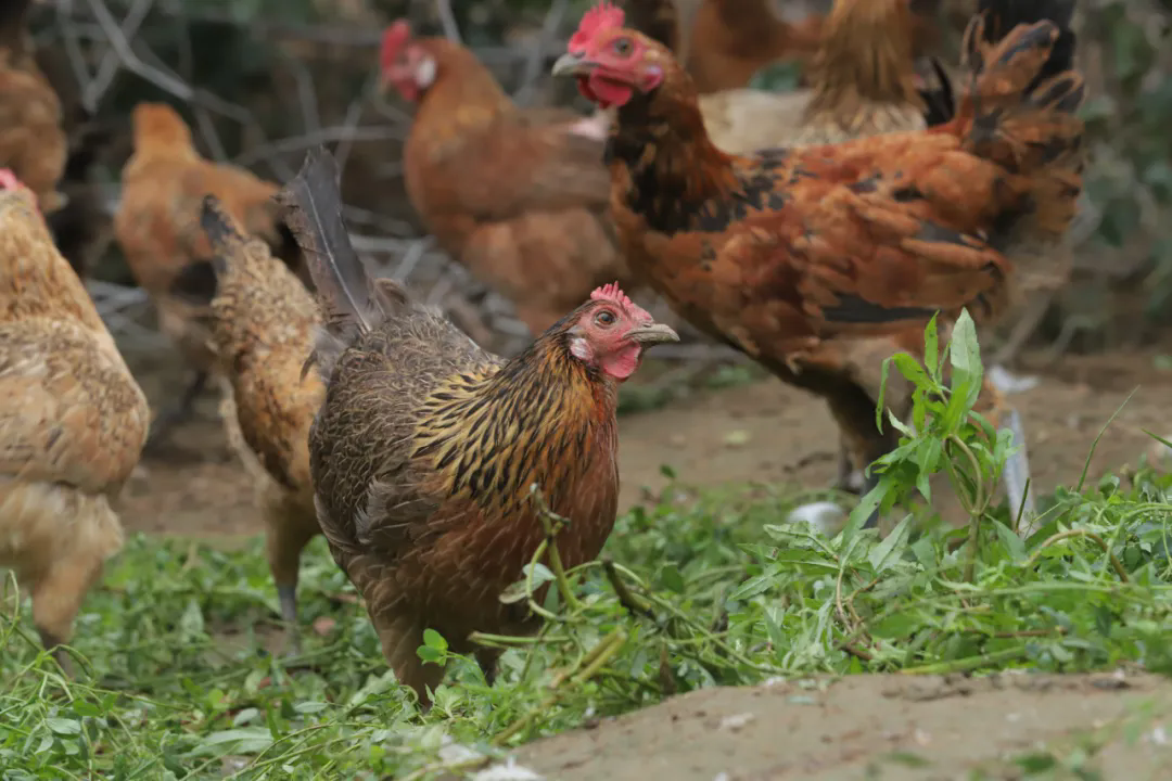 SS:网站文件：20251030112533200380.png；原始文件：640.webp (2).png