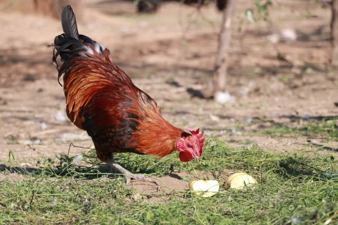 SS:网站文件：20251226153432834782.png；原始文件：640.webp (2).png